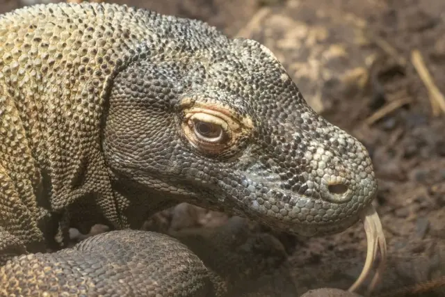 Labuan Bajo Jadi Pintu Masuk Taman Nasional Komodo