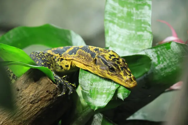 Anak komodo: kenapa hidupnya banyak di pohon di Taman Nasional Komodo