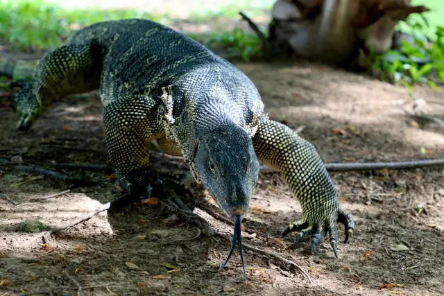 Komodo Bertelur atau Beranak? Ini Penjelasan Reproduksinya