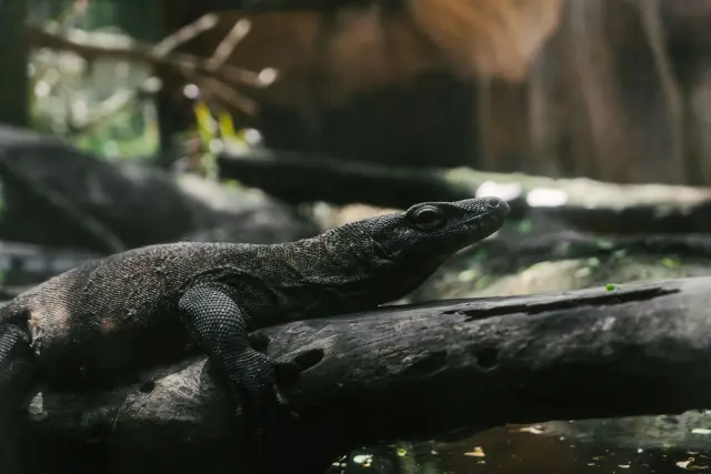 Labuan Bajo Menjadi Gerbang Utama menuju Taman Nasional Komodo