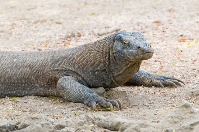Dragon de Komodo: Arti, Habitat, Ukuran, dan Status Konservasinya
