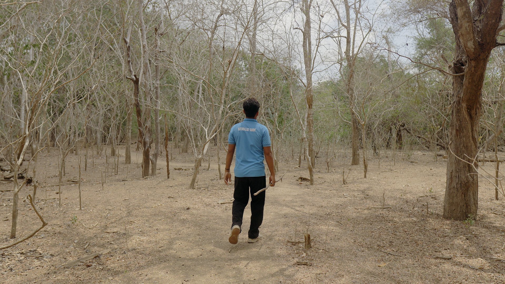 Seseorang berjalan membelakangi kamera melalui hutan kering dengan banyak pohon tanpa daun. Pulau Padar, Selasa (22/9/2026).