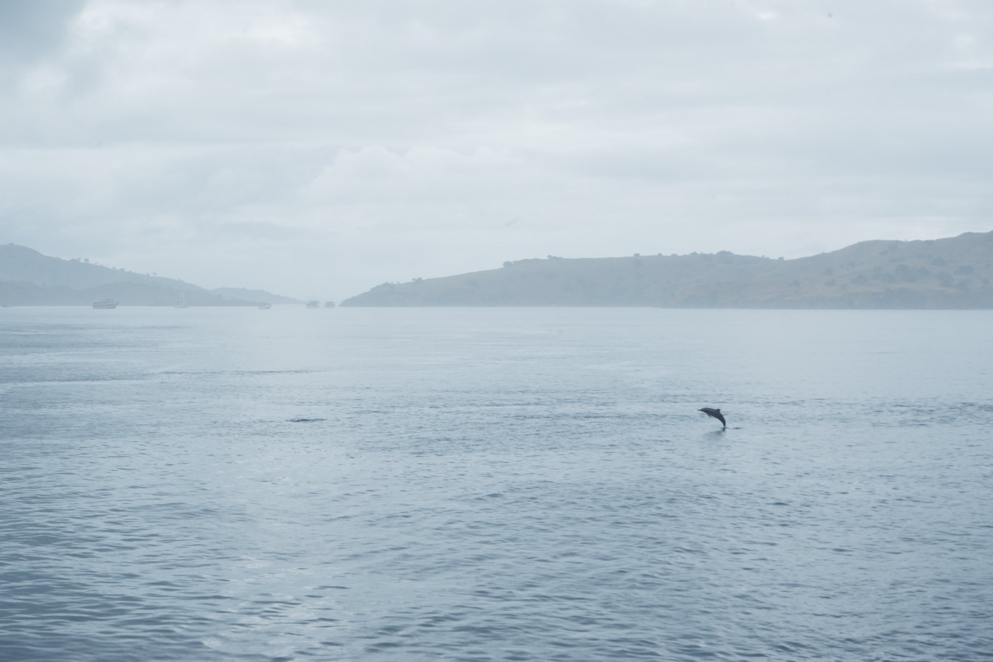 Seekor lumba-lumba melompat keluar dari air di laut luas dengan latar belakang perbukitan. Pulau Padar, Selasa (22/9/2026).